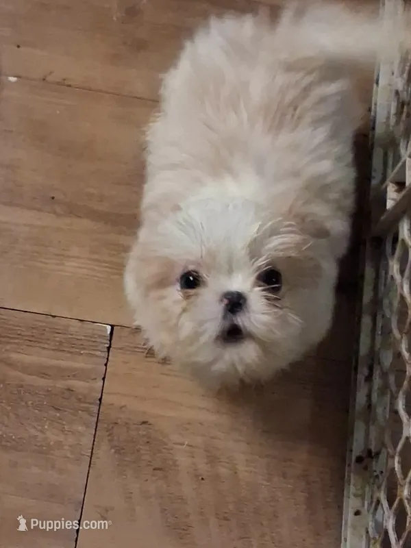 AKC Becker M – Shih Tzu puppy for sale in Corpus Christi, TX