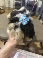 AKC Haskell M, a female Shih Tzu for sale in Corpus Christi, TX – 8 of 9