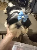 AKC Haskell M, a female Shih Tzu for sale in Corpus Christi, TX – 4 of 9