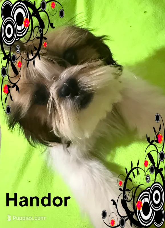 AKC Handor M – Shih Tzu puppy for sale in Corpus Christi, TX