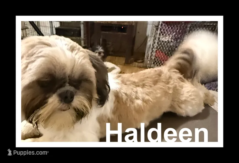 AKC Haldeen M – Shih Tzu puppy for sale in Corpus Christi, TX
