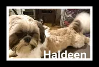 AKC Haldeen M, a male Shih Tzu for sale in Corpus Christi, TX – 1 of 1