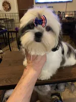 AKC Isela F, a female Shih Tzu for sale in Corpus Christi, TX – 3 of 6