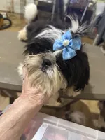 AKC Haskell M, a female Shih Tzu for sale in Corpus Christi, TX – 6 of 9