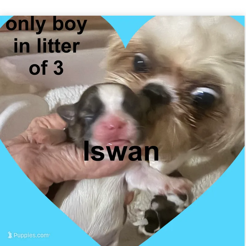 iswan – Shih Tzu puppy for sale in Corpus Christi, TX