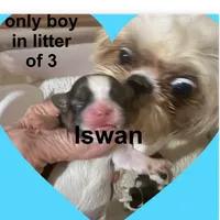 iswan, a male Shih Tzu for sale in Corpus Christi, TX – 1 of 5