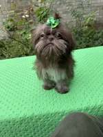Niko, a male Shih Tzu for sale in Corpus Christi, TX – 6 of 10