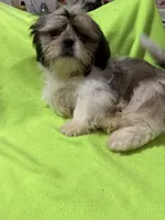 AKC Haltom M, a male Shih Tzu for sale in Corpus Christi, TX – 3 of 4