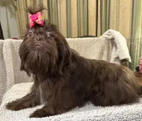 AKC  DeeDee, a female Shih Tzu for sale in Corpus Christi, TX – Photo 3 of 9