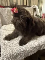 AKC  DeeDee, a female Shih Tzu for sale in Corpus Christi, TX – Photo 4 of 9