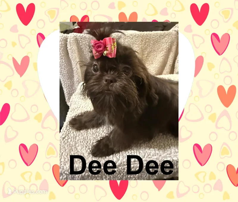 AKC  DeeDee