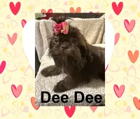 AKC  DeeDee, a female Shih Tzu for sale in Corpus Christi, TX – Photo 1 of 9