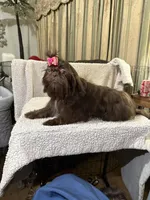 AKC  DeeDee, a female Shih Tzu for sale in Corpus Christi, TX – Photo 7 of 9