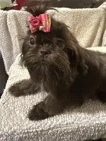 AKC  DeeDee, a female Shih Tzu for sale in Corpus Christi, TX – Photo 5 of 9