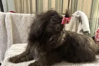 AKC  DeeDee, a female Shih Tzu for sale in Corpus Christi, TX – Photo 2 of 9