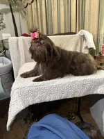 AKC  DeeDee, a female Shih Tzu for sale in Corpus Christi, TX – Photo 6 of 9