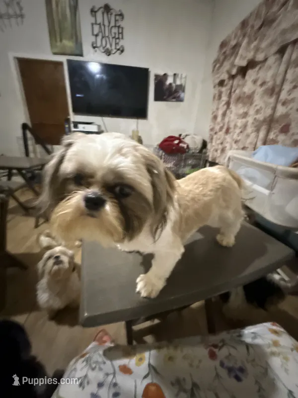 AKC Hal M – Shih Tzu puppy for sale in Corpus Christi, TX