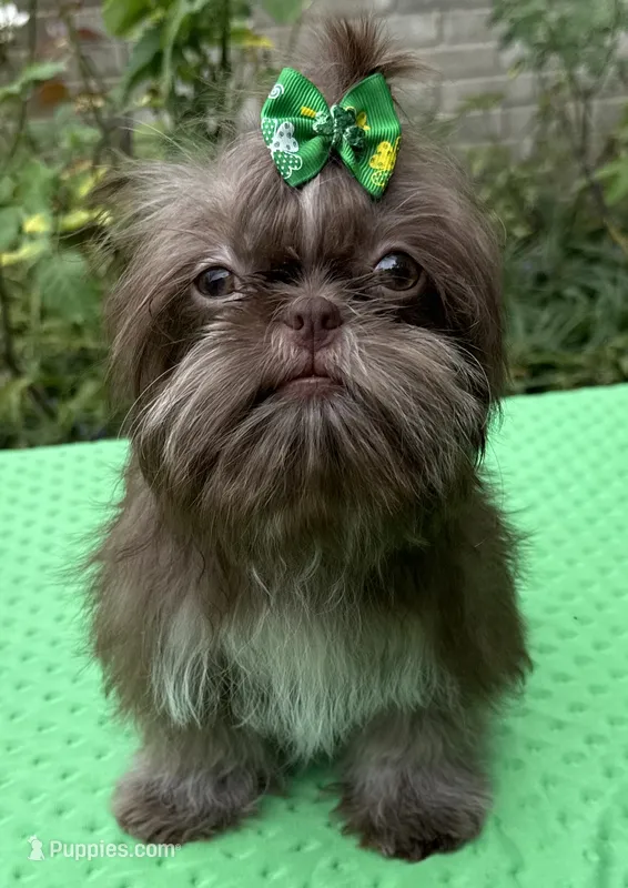 Niko – Shih Tzu puppy for sale in Corpus Christi, TX