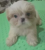 AKC Becker M, a male Shih Tzu for sale in Corpus Christi, TX – 2 of 5