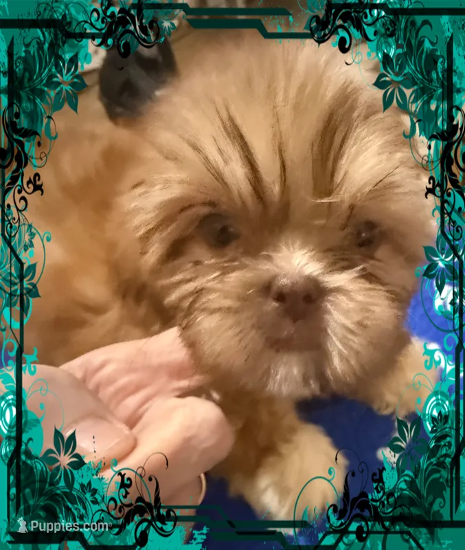 AKC Autry M – Shih Tzu puppy for sale in Corpus Christi, TX