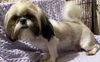 AKC Hal M, a male Shih Tzu for sale in Corpus Christi, TX – 1 of 2