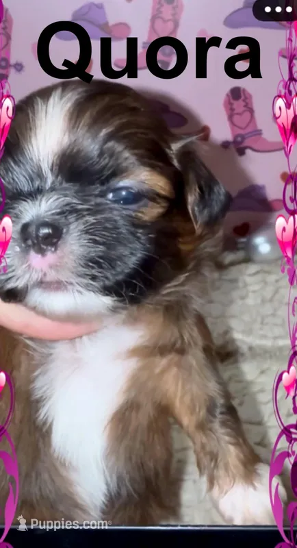 AKC Quora – Shih Tzu puppy for sale in Corpus Christi, TX