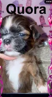 AKC Quora F, a female Shih Tzu for sale in Corpus Christi, TX – 1 of 1
