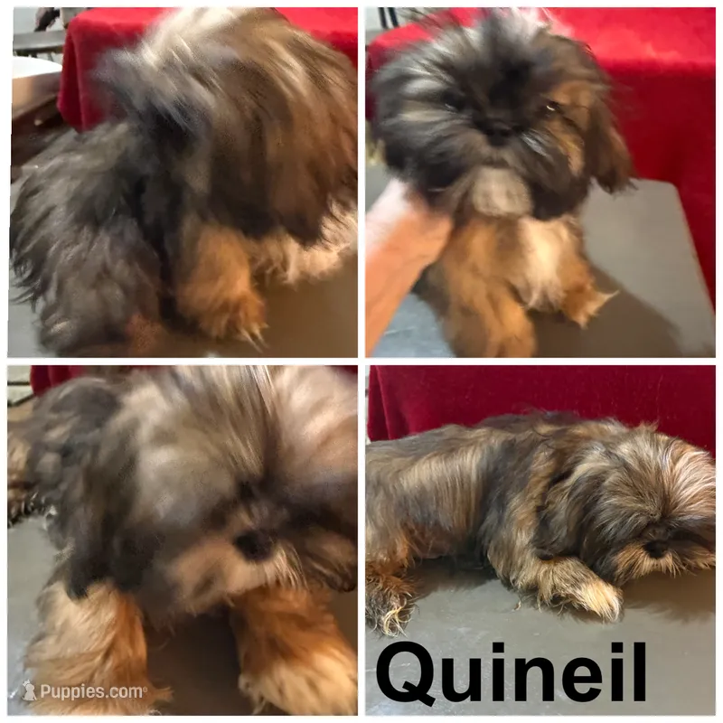 AKC Quineil M – Shih Tzu puppy for sale in Corpus Christi, TX