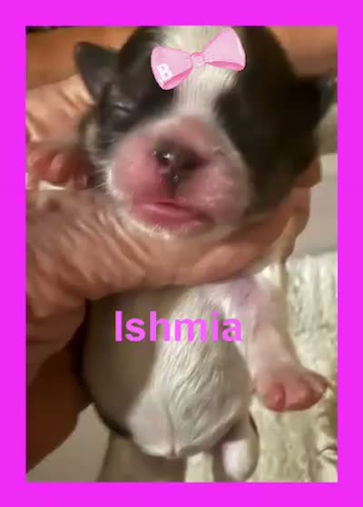 Ismia, a female Shih Tzu for sale in Corpus Christi, TX – 3 of 3