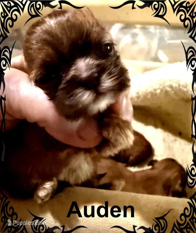 AKC Auden M – Shih Tzu puppy for sale in Corpus Christi, TX