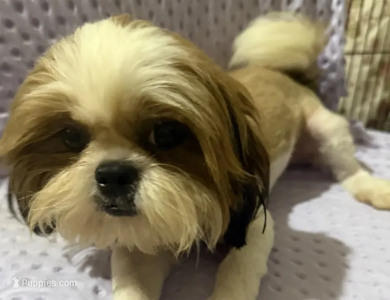 AKC Issa Onederful M – Shih Tzu puppy for sale in Corpus Christi, TX