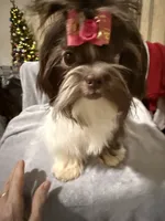 AKC Dexter, a male Shih Tzu for sale in Corpus Christi, TX – Photo 1 of 10