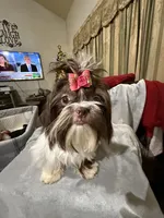 AKC Dexter, a male Shih Tzu for sale in Corpus Christi, TX – Photo 5 of 10