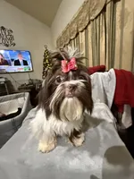 AKC Dexter, a male Shih Tzu for sale in Corpus Christi, TX – Photo 4 of 10