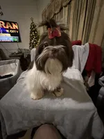 AKC Dexter, a male Shih Tzu for sale in Corpus Christi, TX – Photo 3 of 10