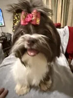 AKC Dexter, a male Shih Tzu for sale in Corpus Christi, TX – Photo 7 of 10