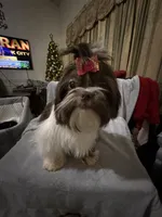 AKC Dexter, a male Shih Tzu for sale in Corpus Christi, TX – Photo 10 of 10