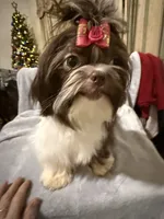 AKC Dexter, a male Shih Tzu for sale in Corpus Christi, TX – Photo 2 of 10