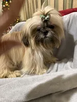 AKC Dexter, a male Shih Tzu for sale in Corpus Christi, TX – Photo 6 of 10