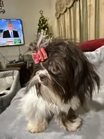 AKC Dexter, a male Shih Tzu for sale in Corpus Christi, TX – Photo 8 of 10