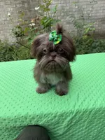 Niko, a male Shih Tzu for sale in Corpus Christi, TX – 7 of 10