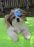 AKC Issa Onederful M, a male Shih Tzu for sale in Corpus Christi, TX – 3 of 10