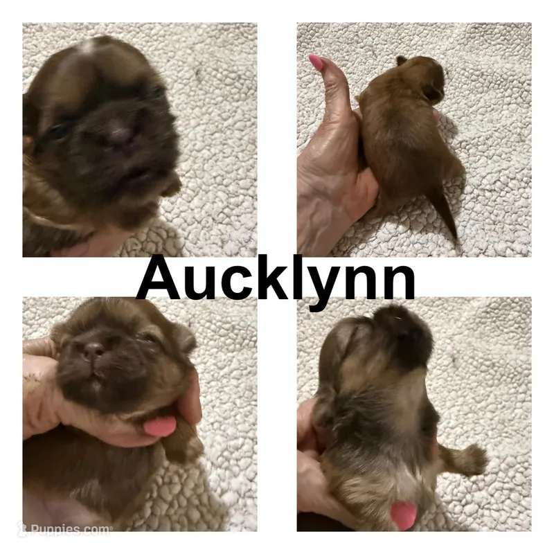 AKC Aucklynn, a female Shih Tzu for sale in Corpus Christi, TX – Photo 1 of 3