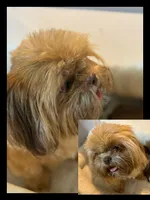 AKC Aucklynn, a female Shih Tzu for sale in Corpus Christi, TX – Photo 2 of 3