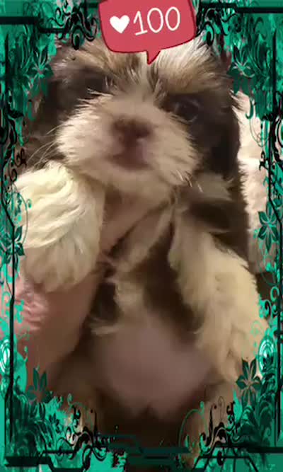 AKC PUFF THE MAGIC ShihTzu F, a female Shih Tzu for sale in Corpus Christi, TX – 7 of 10