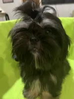 AKC Cunniel M, a male Shih Tzu for sale in Corpus Christi, TX – 6 of 6