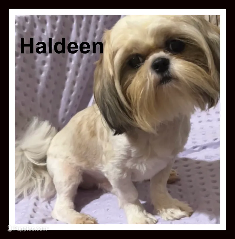 AKC Haldeen M – Shih Tzu puppy for sale in Corpus Christi, TX