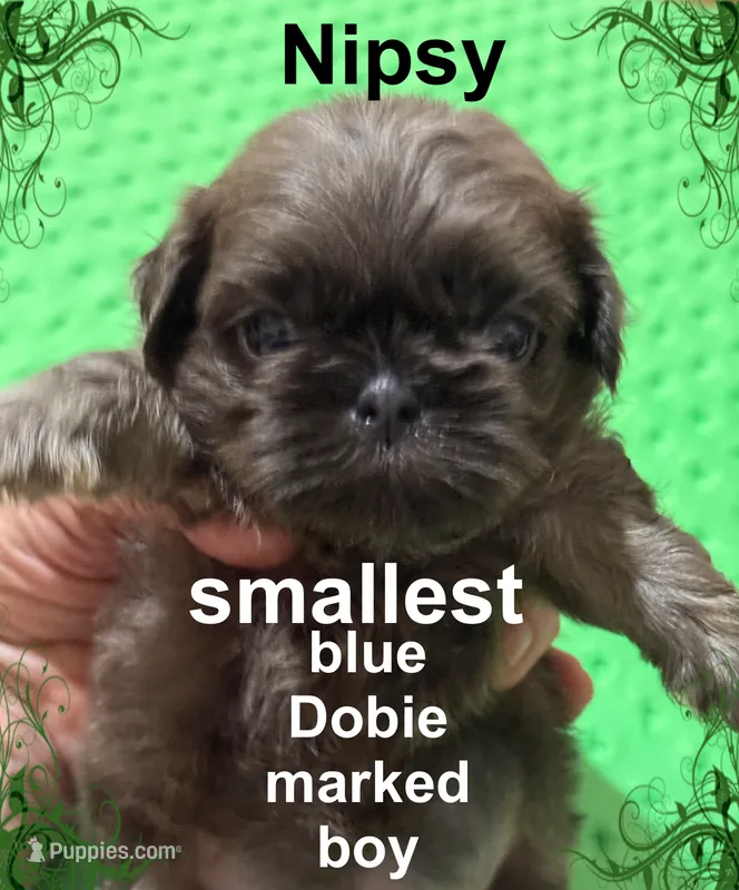 Nipsy – Shih Tzu puppy for sale in Corpus Christi, TX