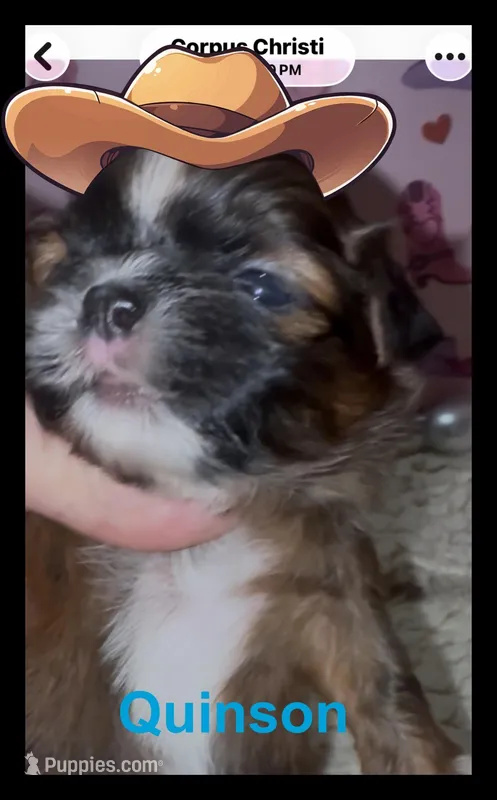 AKC Quinson – Shih Tzu puppy for sale in Corpus Christi, TX