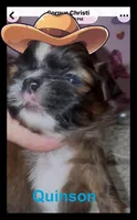 AKC Quinson M, a male Shih Tzu for sale in Corpus Christi, TX – 2 of 2